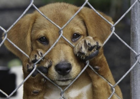 Dezembro Verde alerta sobre maus-tratos e abandono de animais
