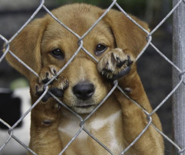 Dezembro Verde alerta sobre maus-tratos e abandono de animais