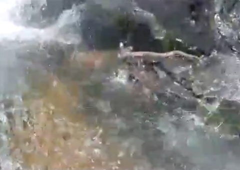 Vídeo: Jararaca é gravada em cachoeira após ataque a médica