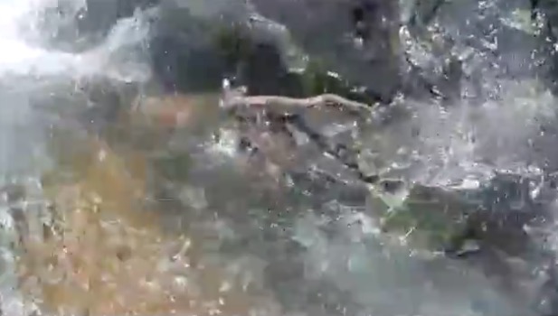 Vídeo: Jararaca é gravada em cachoeira após ataque a médica