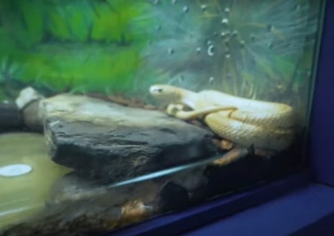 Hit da vacina: Naja aparece em novo clipe de 'Bum Bum Tam Tam'