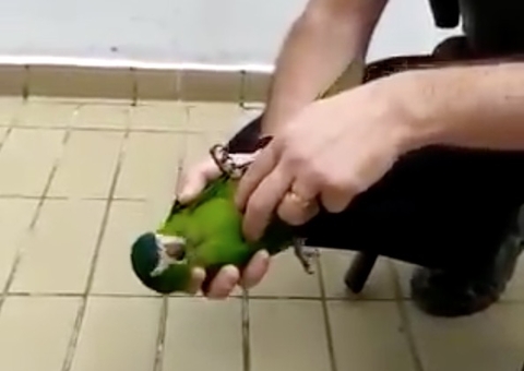 Vídeo surpreendente mostra homem salvando vida de papagaio