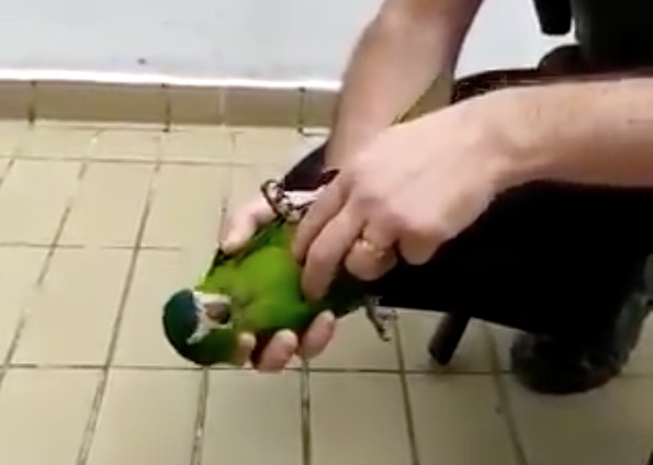 Vídeo surpreendente mostra homem salvando vida de papagaio