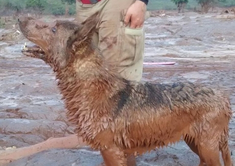 Cadela que atuou nas buscas em Brumadinho e Mariana morre no Espírito Santo
