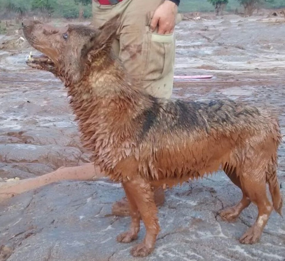 Cadela que atuou nas buscas em Brumadinho e Mariana morre no Espírito Santo