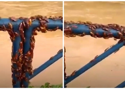 Vídeo: Baratas invadem cidade no Brasil após forte temporal