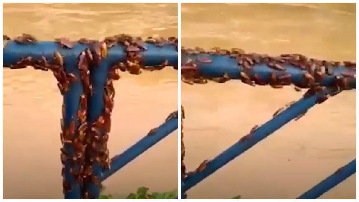 Vídeo: Baratas invadem cidade no Brasil após forte temporal