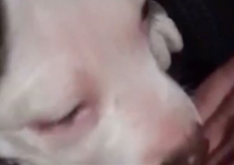 Vídeo: Mulher é detida após forçar filhote de pitbull a comer maconha