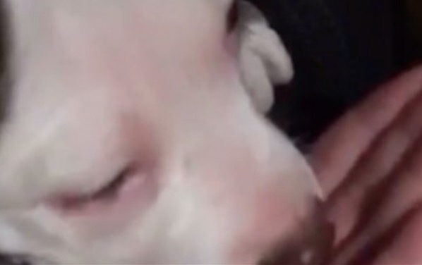 Vídeo: Mulher é detida após forçar filhote de pitbull a comer maconha