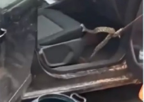 Vídeo: Criança acha cobra debaixo de cadeirinha dentro do carro da mãe