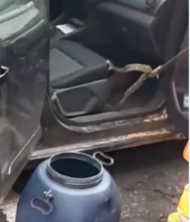 Vídeo: Criança acha cobra debaixo de cadeirinha dentro do carro da mãe