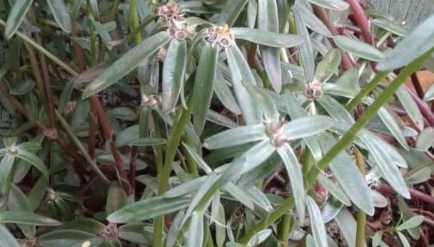 Sementes misteriosas vindas da China chegam a 8 estados do Brasil