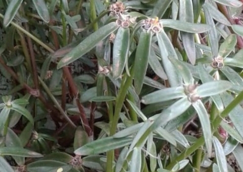 Sementes misteriosas vindas da China chegam a 8 estados do Brasil