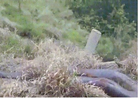 Motorista leva susto ao encontrar uma sucuri de quase 8 metros 