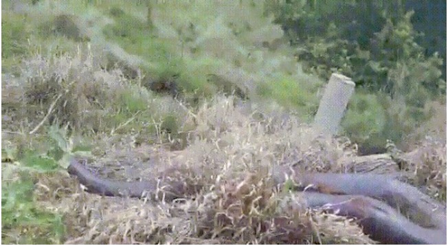 Motorista leva susto ao encontrar uma sucuri de quase 8 metros 