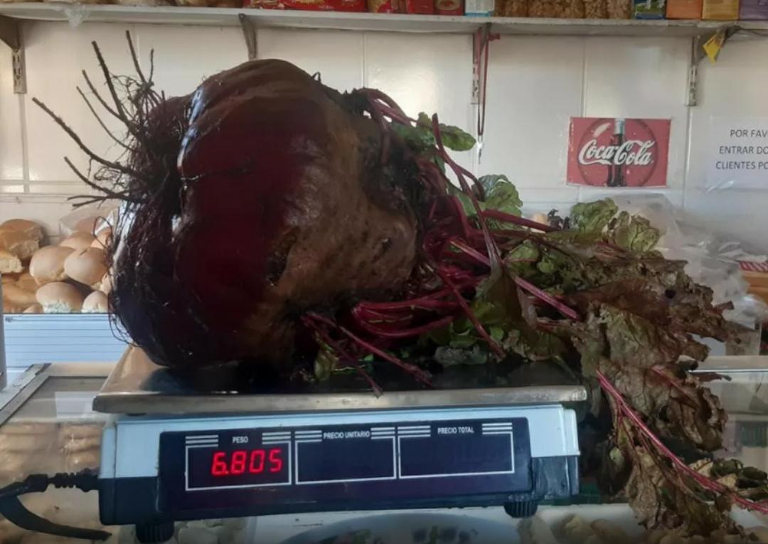 Padeiro bate recorde ao colher beterraba gigantesca; veja foto