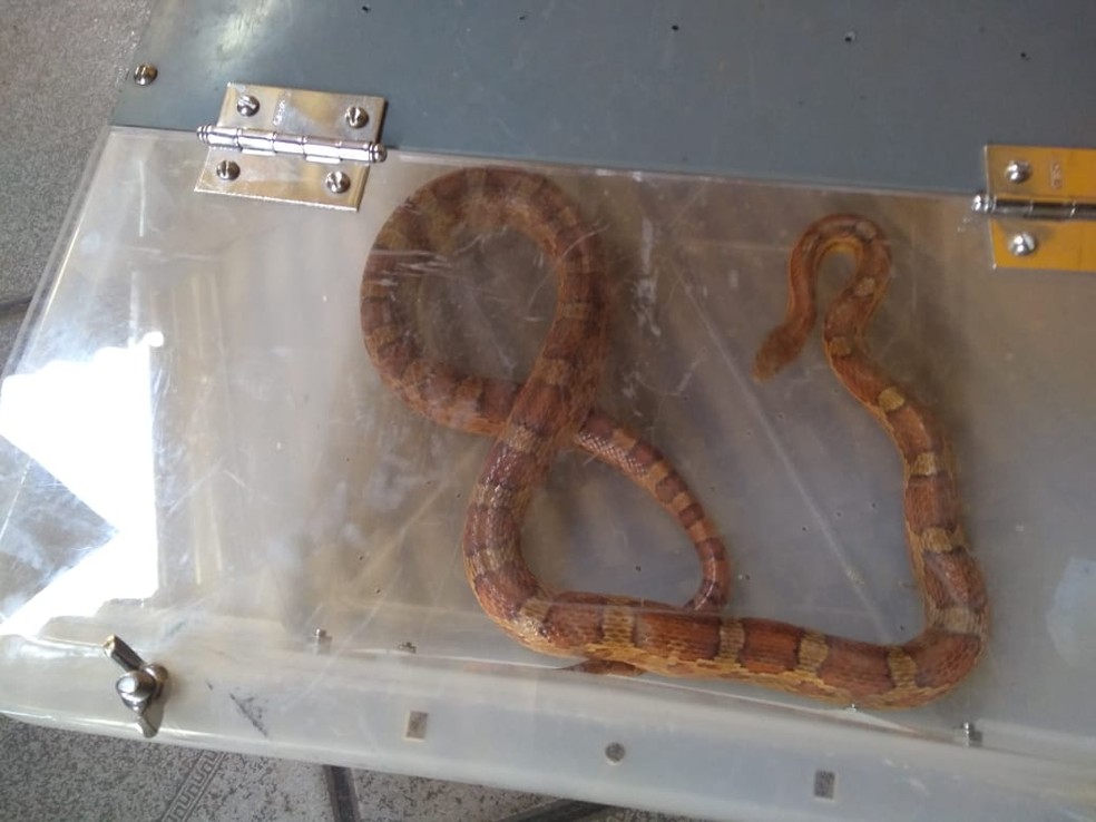 Idosa de 84 anos se assusta ao encontrar cobra pendurada na porta de casa