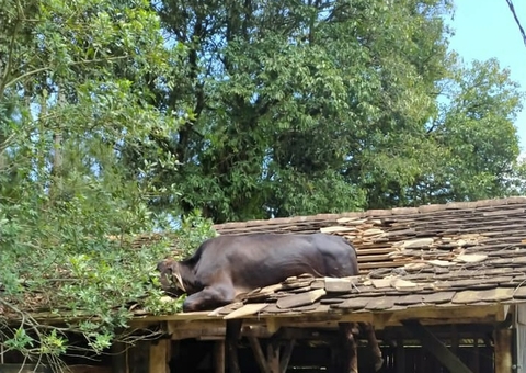 Inusitado! Vaca é resgatada após ficar presa em telhado