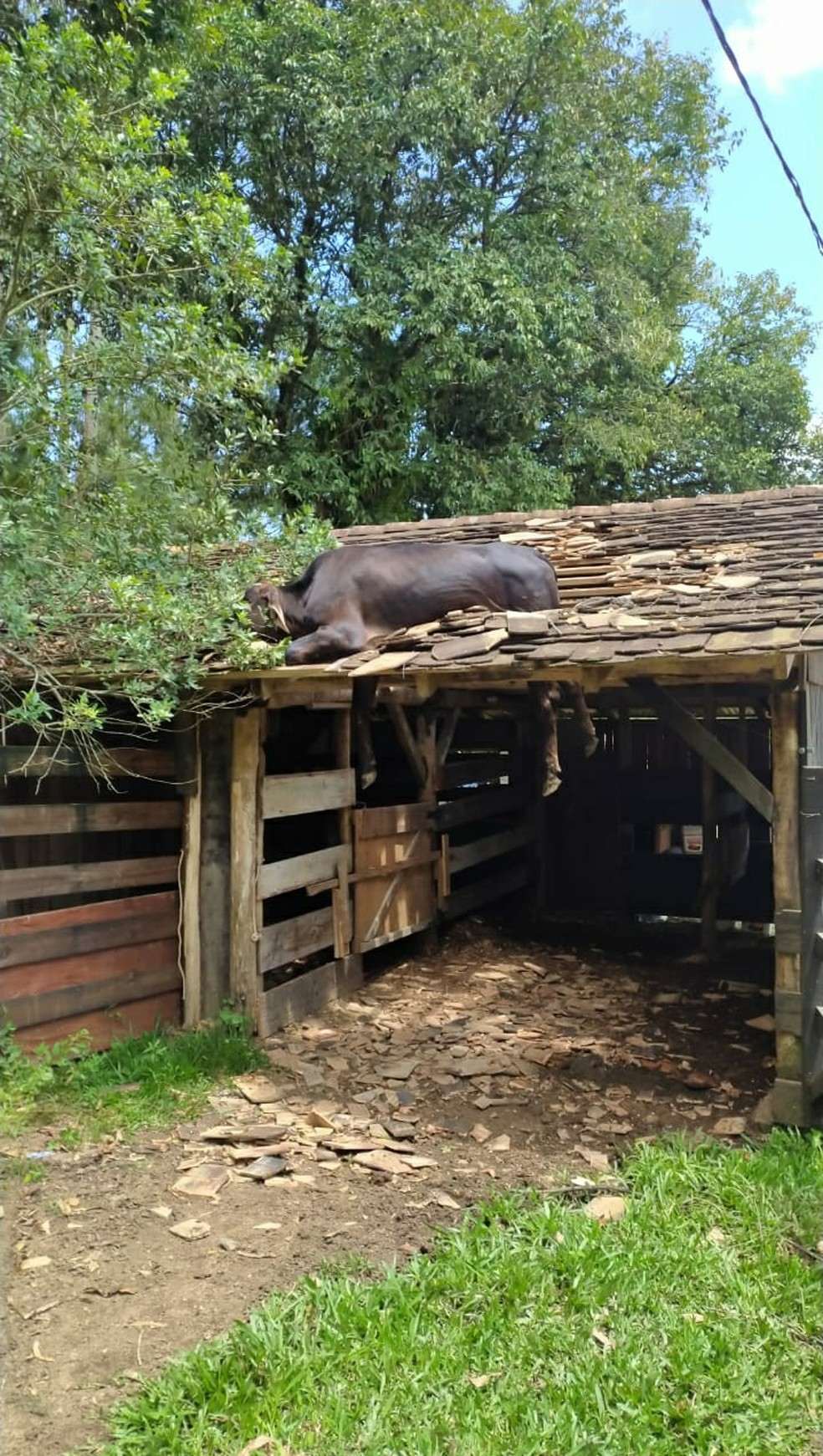 Inusitado! Vaca é resgatada após ficar presa em telhado