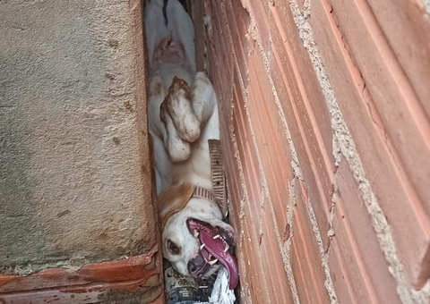 Cachorro fica preso entre muros para tentar fugir dos fogos