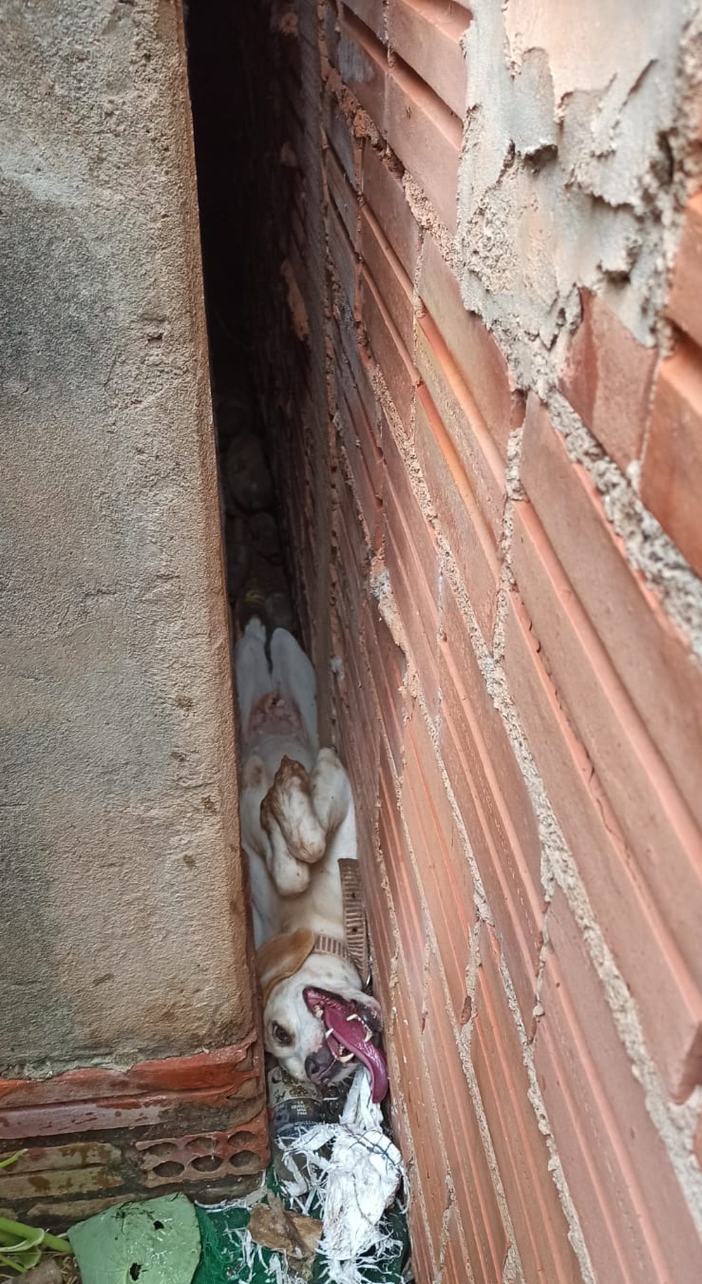 Cachorro fica preso entre muros para tentar fugir dos fogos