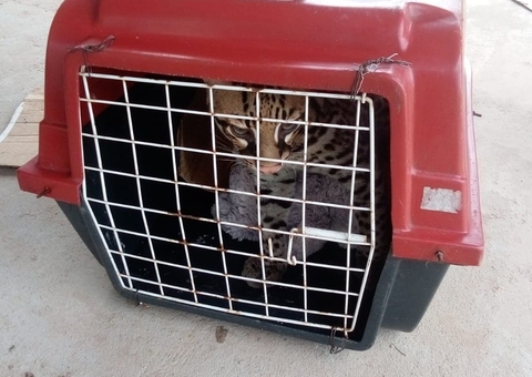 Moradora cria gato por 7 meses e descobre que animal é jaguatirica