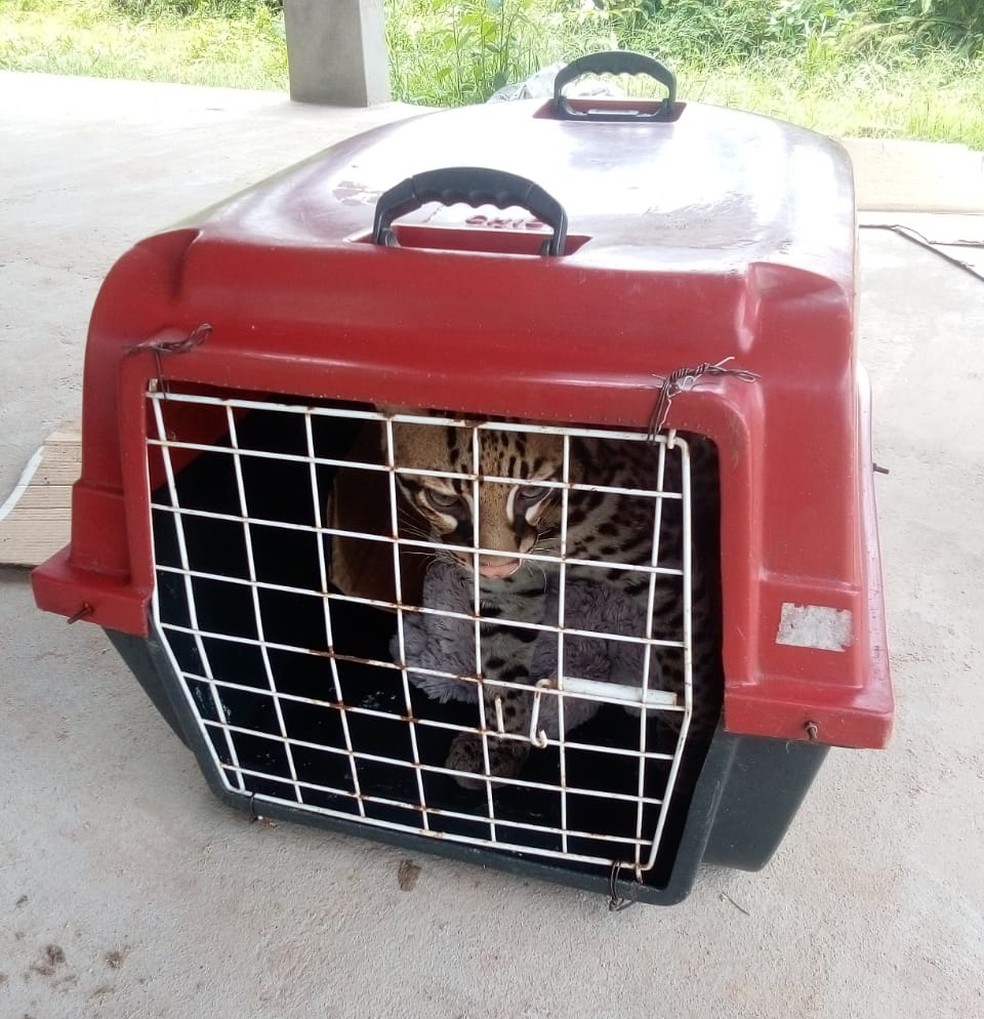 Moradora cria gato por 7 meses e descobre que animal é jaguatirica