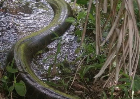 Sucuri de 7 metros mata cachorro e é capturada por bombeiros