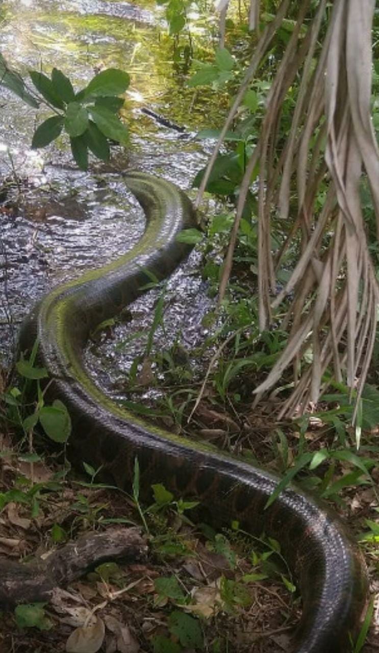 Sucuri de 7 metros mata cachorro e é capturada por bombeiros
