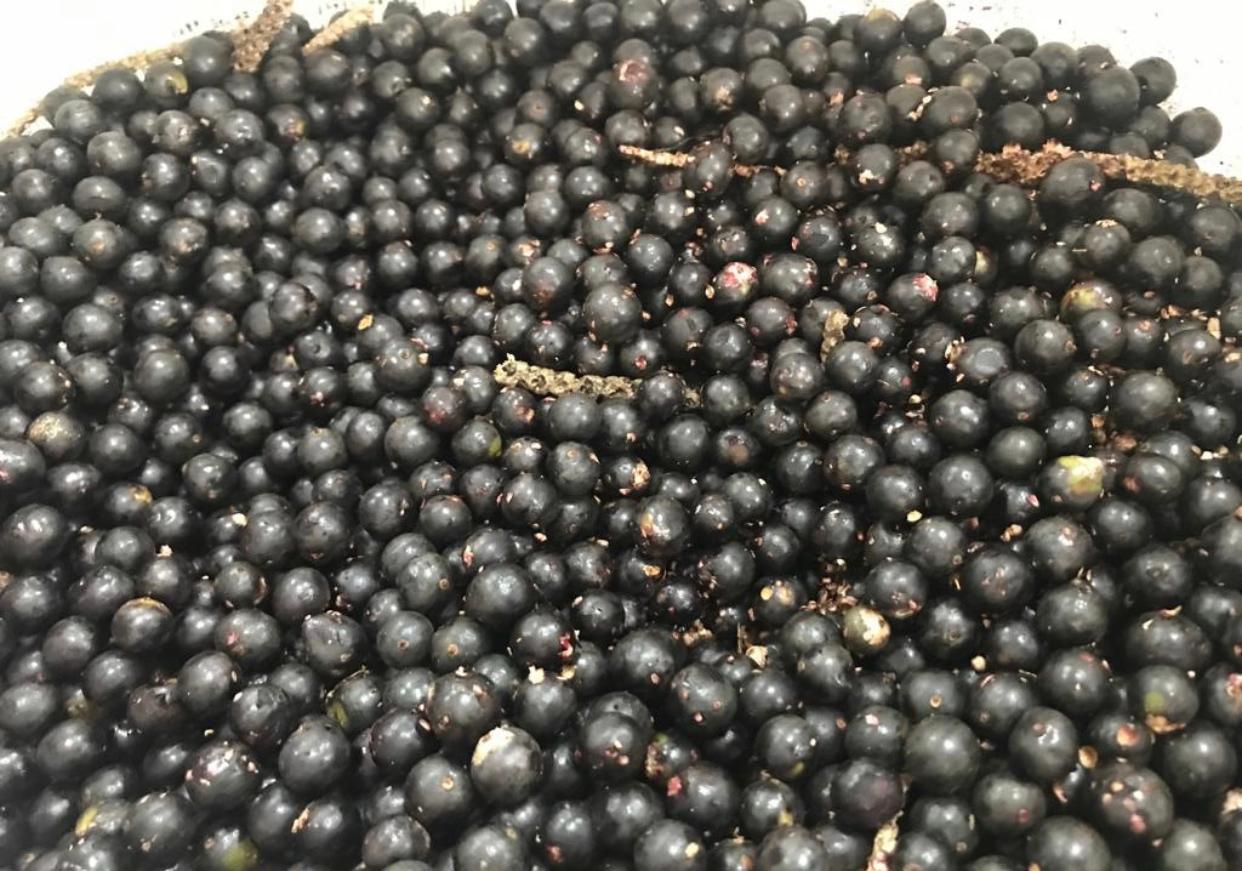 Estudo genético do açaí do Amazonas busca maior produtividade do fruto