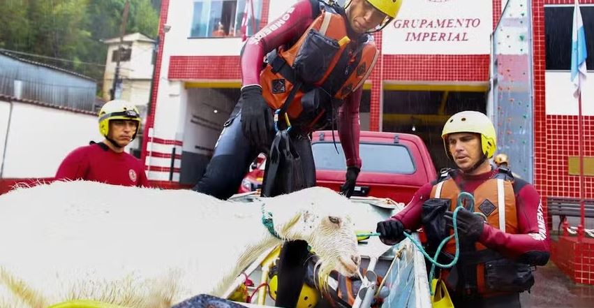 Cabra fica presa em porta-malas durante alagamento em Petrópolis