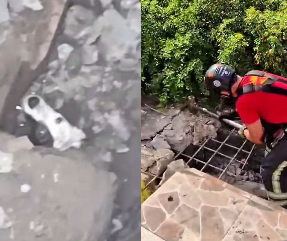 Cachorro cai em bueiro de 4 metros e é resgatado pelos bombeiros em Manaus