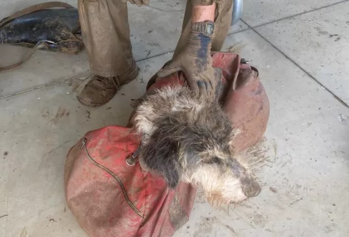 Cachorra é encontrada em caverna depois de dois meses desaparecida