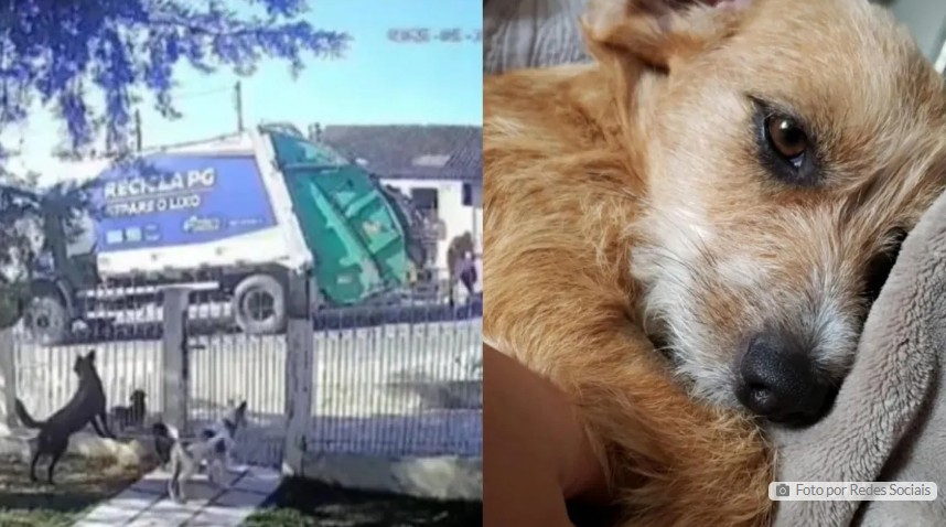 Cadela é atropelada e jogada em triturador de caminhão de lixo