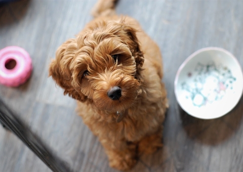 Especialista orienta como escolher a ração ideal para o seu cão