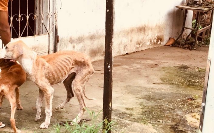 Mais de 3 mil denúncias de crimes foram realizadas no Amazonas em 4 meses