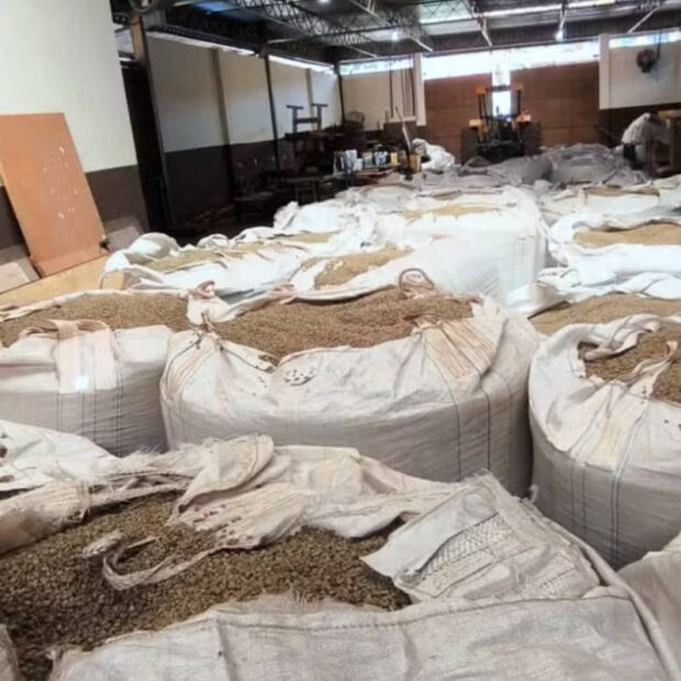 Com preço em alta, ladrões furtam até café no pé em Minas Gerais