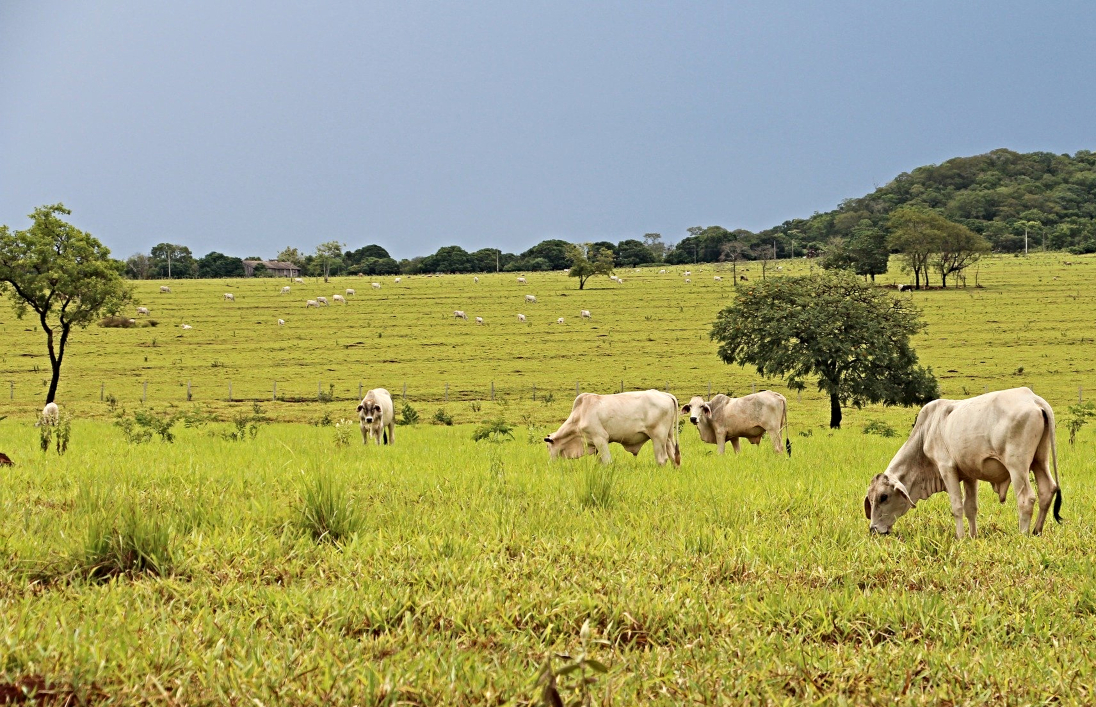 Produtor rural poderá regularizar cadastro ambiental pela internet