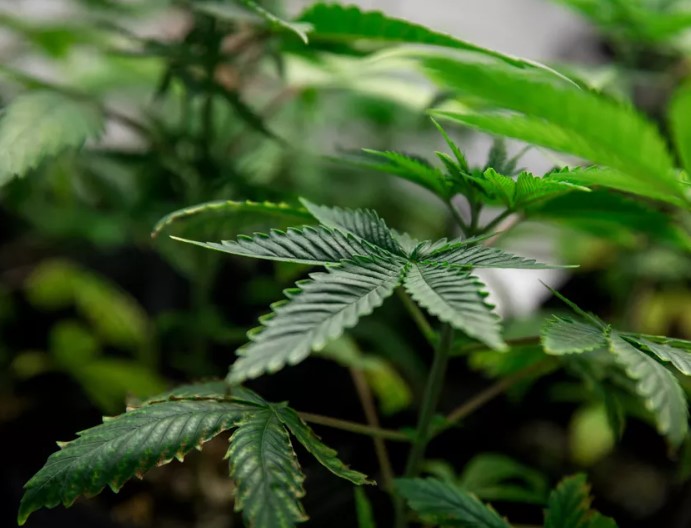 Conselho Federal de Medicina suspende resolução que restringiu canabidiol