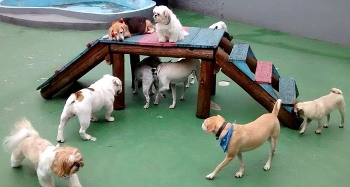 Creches para cães oferecem de natação a festa de aniversário