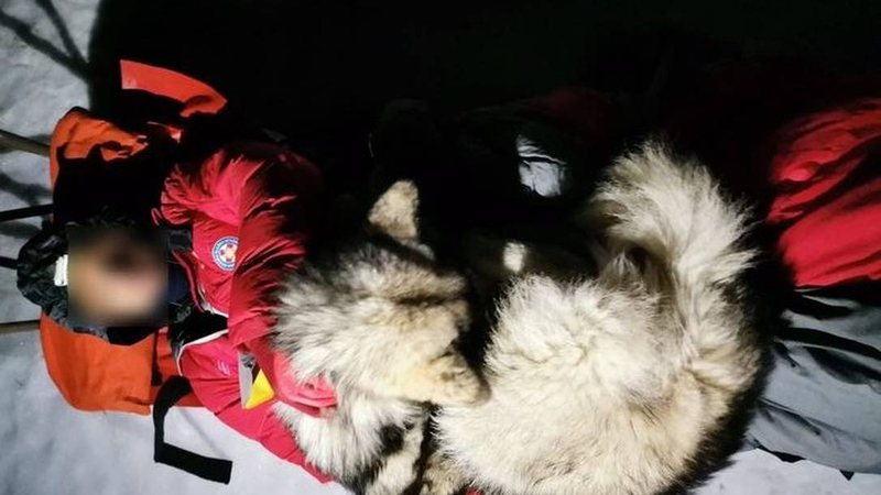 Após acidente na neve, cachorro salva a vida de montanhista na Croácia