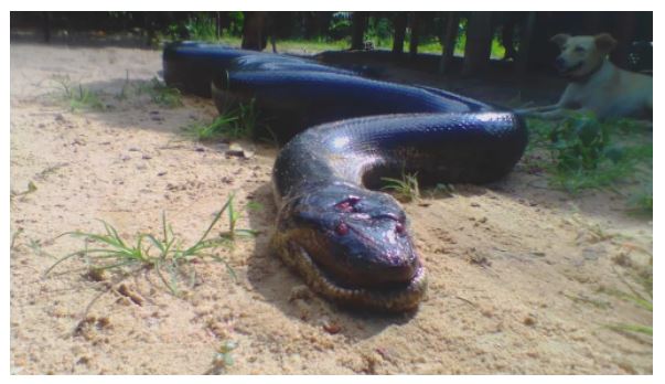 Sucuri gigante é morta após atacar cachorro que brincava com criança