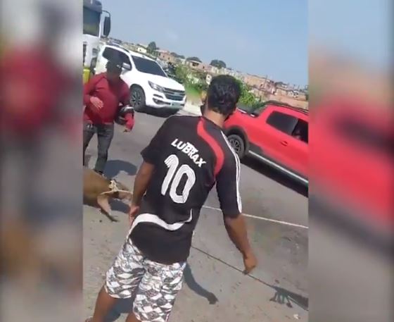 Vídeo: Capivara é capturada por moradores em avenida de Manaus