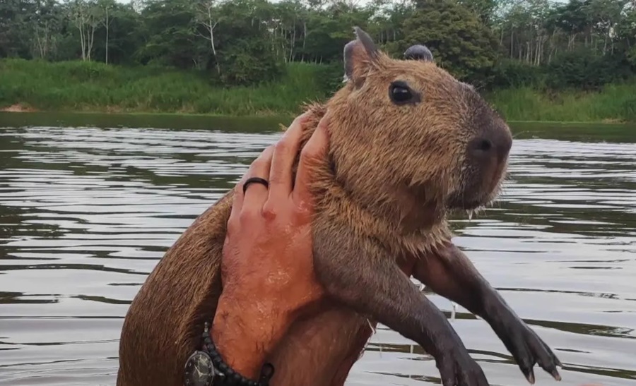 Ibama diz que Filó permanecerá na triagem até que seja devolvida à natureza