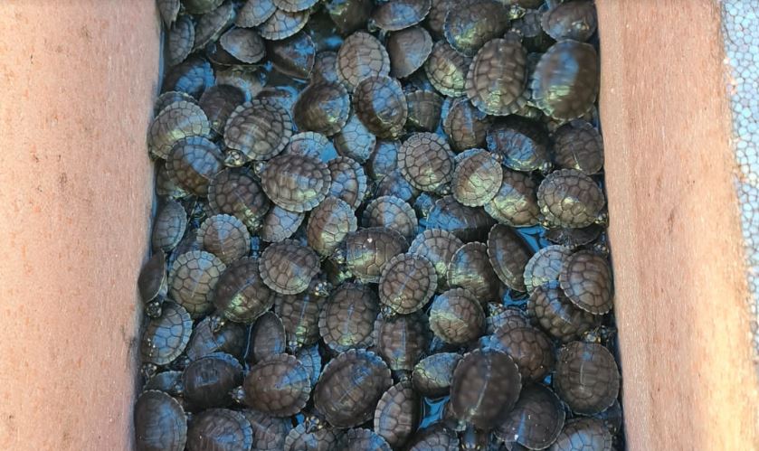 Barco carregado de tartarugas é apreendido no Amazonas