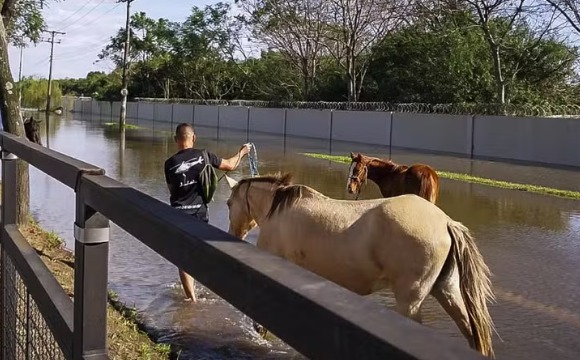 Cerca de 10 mil animais já foram resgatados das enchentes do RS 