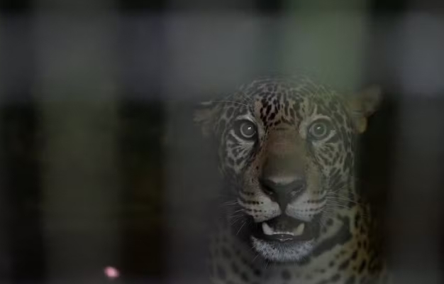 Onça-pintada baleada no Rio Negro é devolvida à natureza; relembre caso