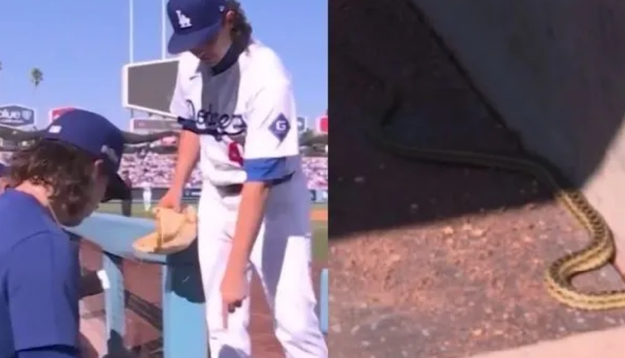 Cobra assusta jogadores em banco de reservas na MLB