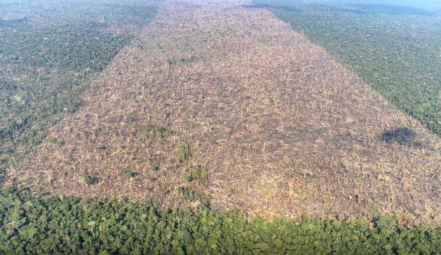 Amazônia perdeu área de vegetação do tamanho da França em 40 anos