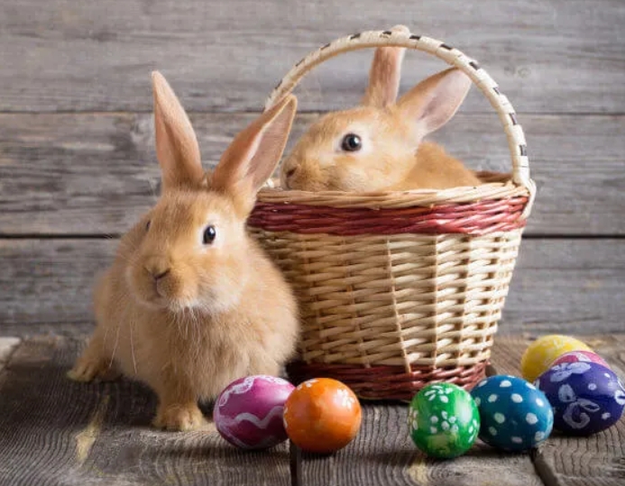 Entenda o motivo de ovos e coelhos serem símbolos da Páscoa